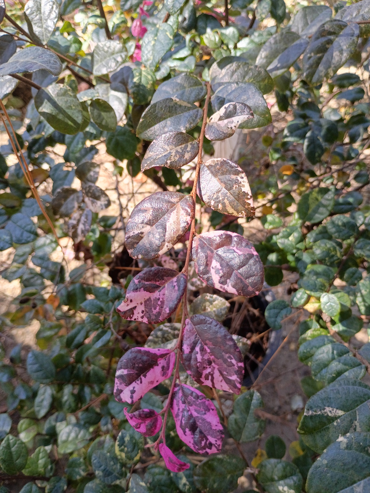 3 GALLON LOROPETALUM - JAZZ HANDS VARIEGATED