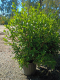 3 GALLON GARDENIA - AUGUST BEAUTY