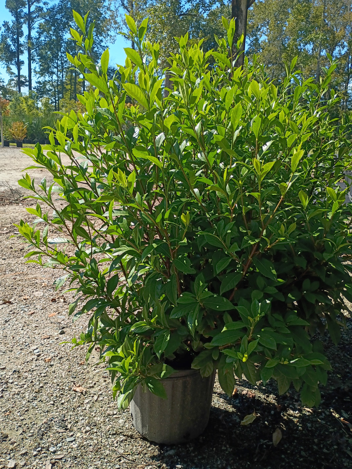 3 GALLON GARDENIA - AUGUST BEAUTY