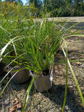 6" GRASS - LOMANDRA (BREEZE)