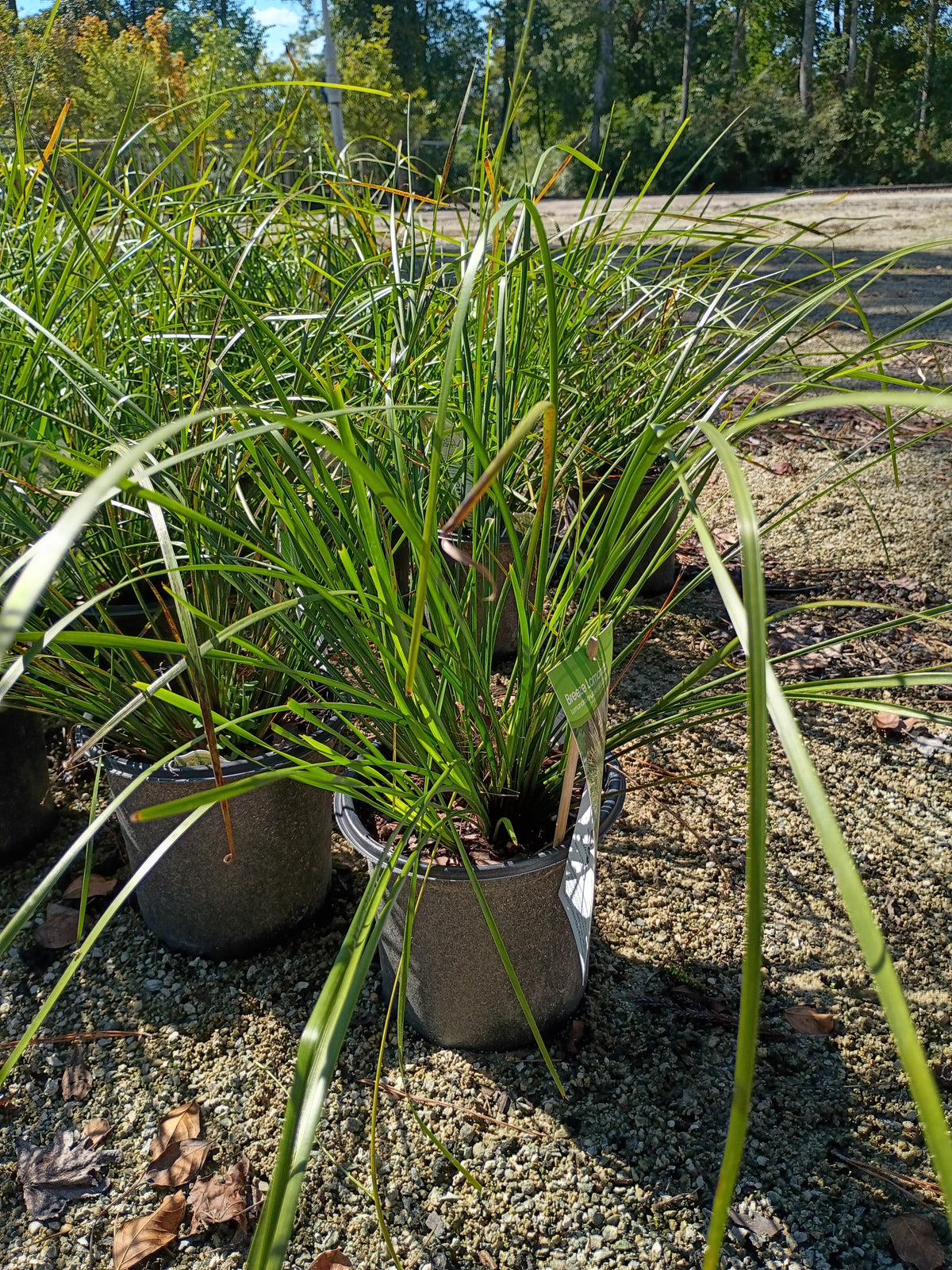 6" GRASS - LOMANDRA (BREEZE)