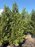 15 GALLON CYPRESS - LEYLAND