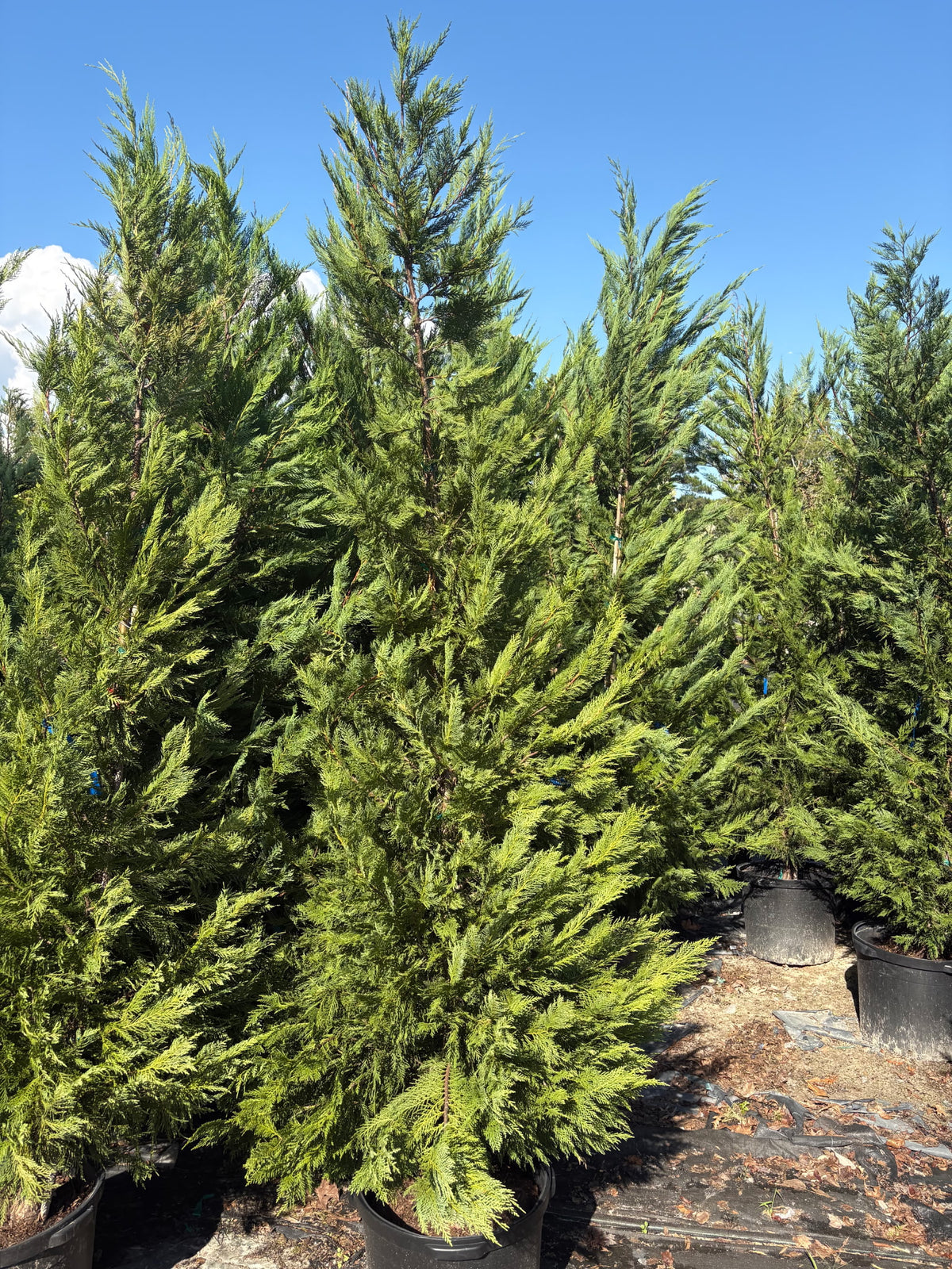 15 GALLON CYPRESS - LEYLAND