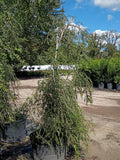 25 GALLON HOLLY - YAUPON - WEEPING