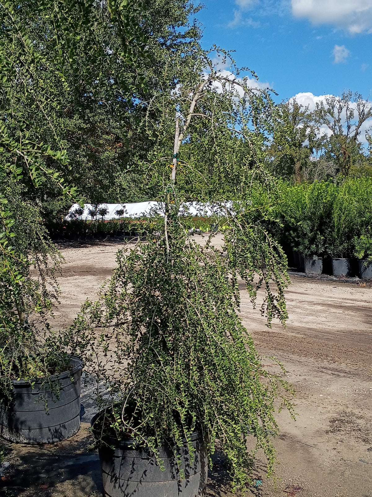 25 GALLON HOLLY - YAUPON - WEEPING