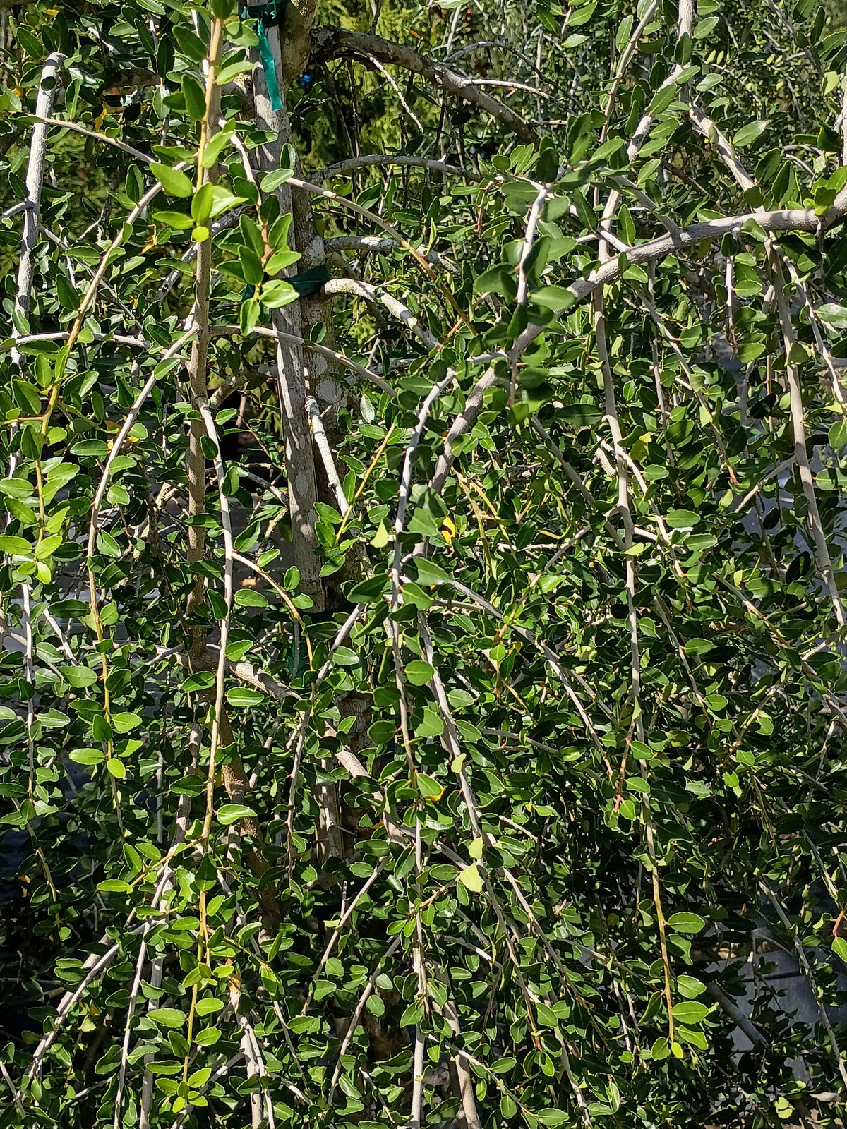 25 GALLON HOLLY - YAUPON - WEEPING