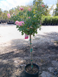 7 Gallon Grandiflora Rose Cherry Parfait Tree