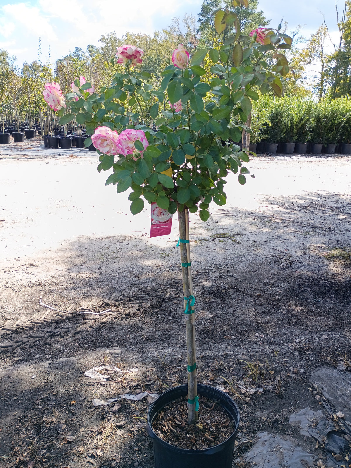 7 Gallon Grandiflora Rose Cherry Parfait Tree