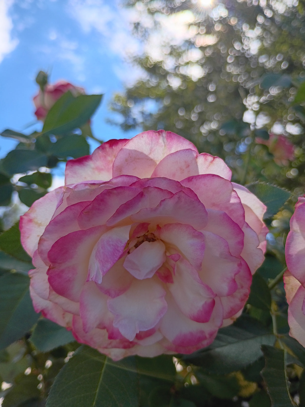 7 Gallon Grandiflora Rose Cherry Parfait Tree
