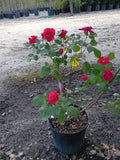 3 Gallon Climber Rose Blaze