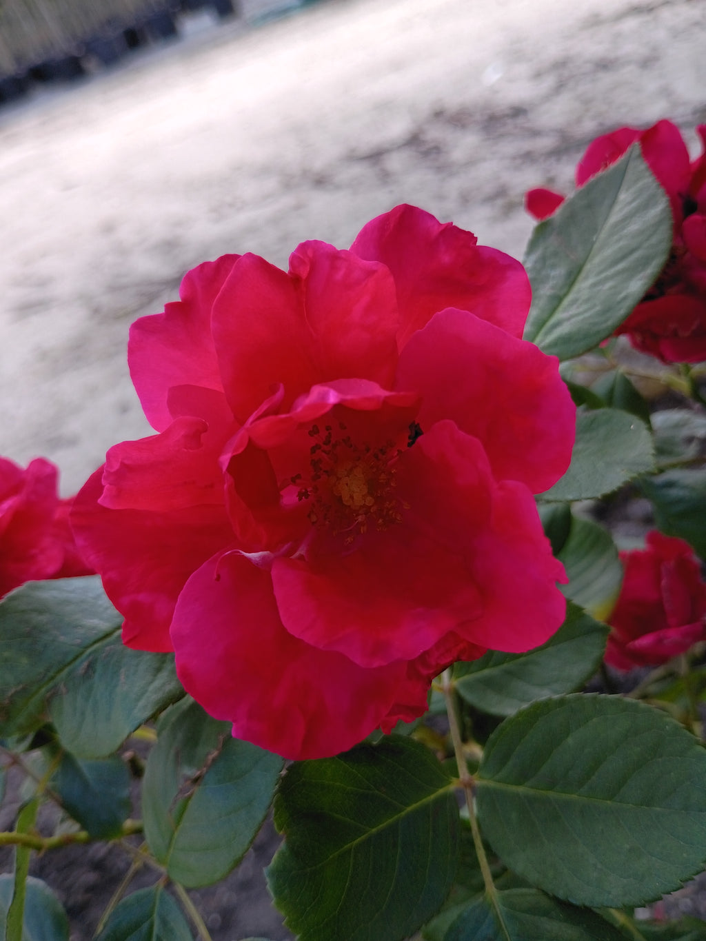 3 Gallon Climber Rose Blaze