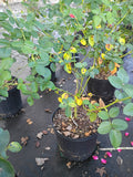 3 Gallon Hybrid Tea Rose Elle®