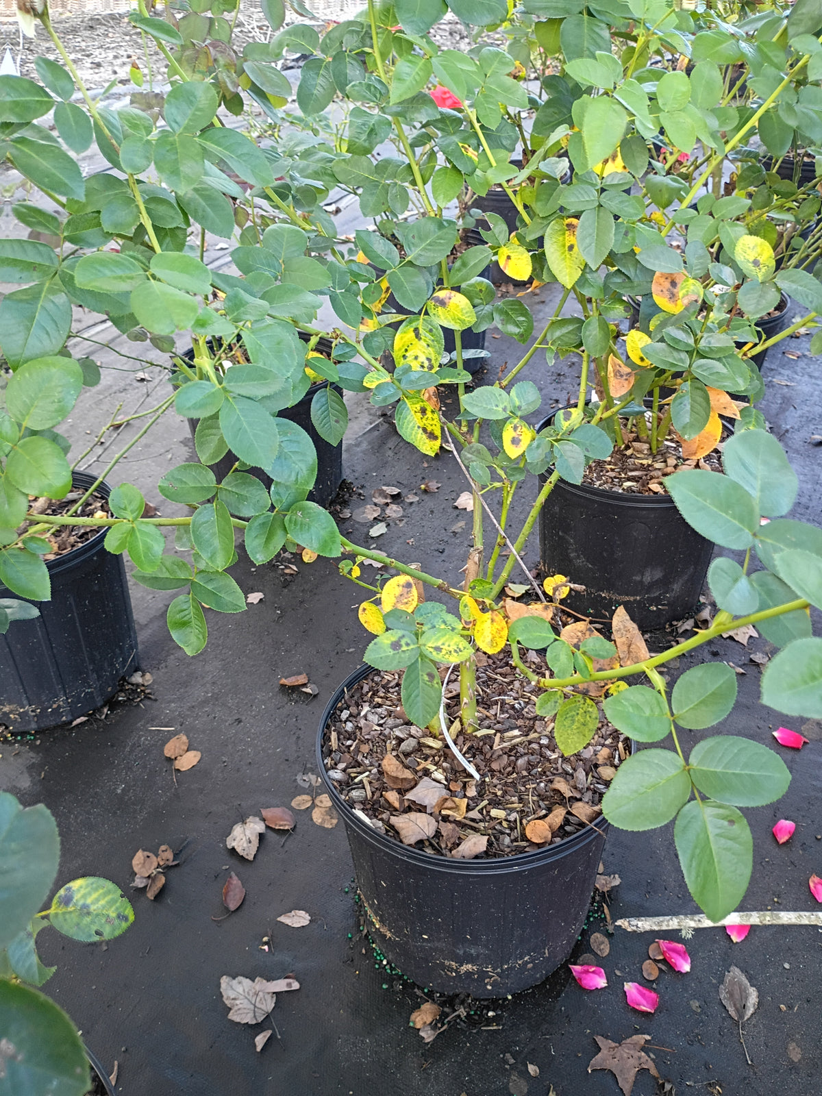 3 Gallon Hybrid Tea Rose Elle®
