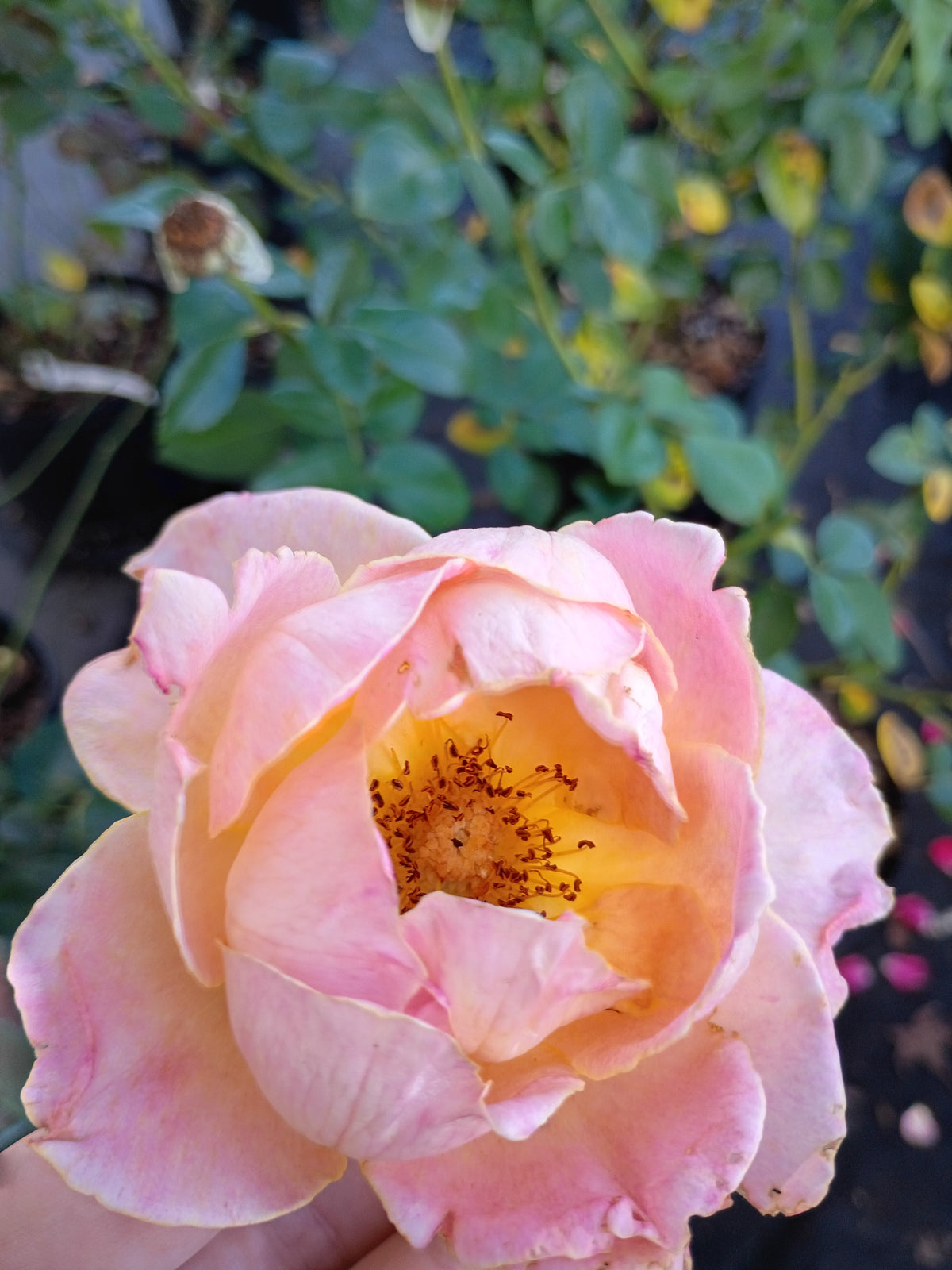 3 Gallon Hybrid Tea Rose Elle®