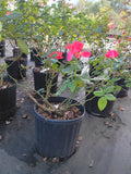 3 Gallon Climber Rose America