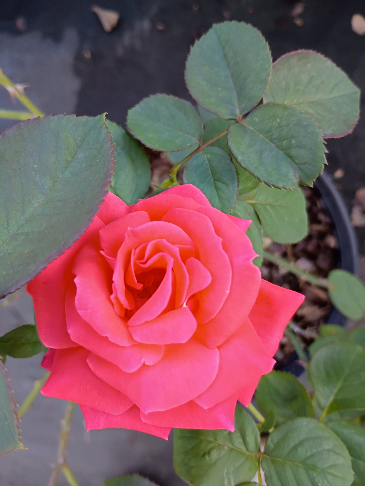 3 Gallon Climber Rose America