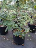 3 Gallon Climber Rose Arborose® Honeymoon
