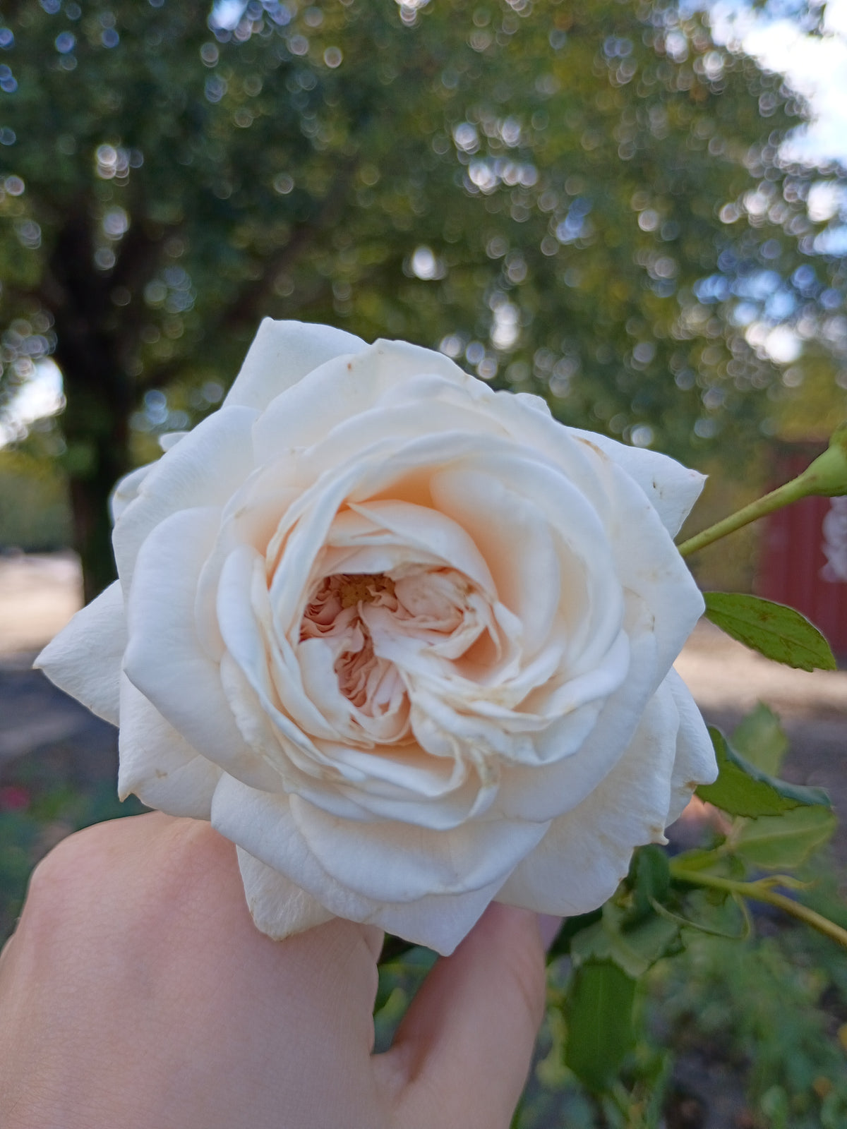 3 Gallon Climber Rose Arborose® Honeymoon