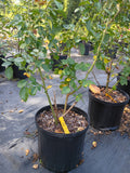 3 Gallon Climber Rose Red Eden Climber®