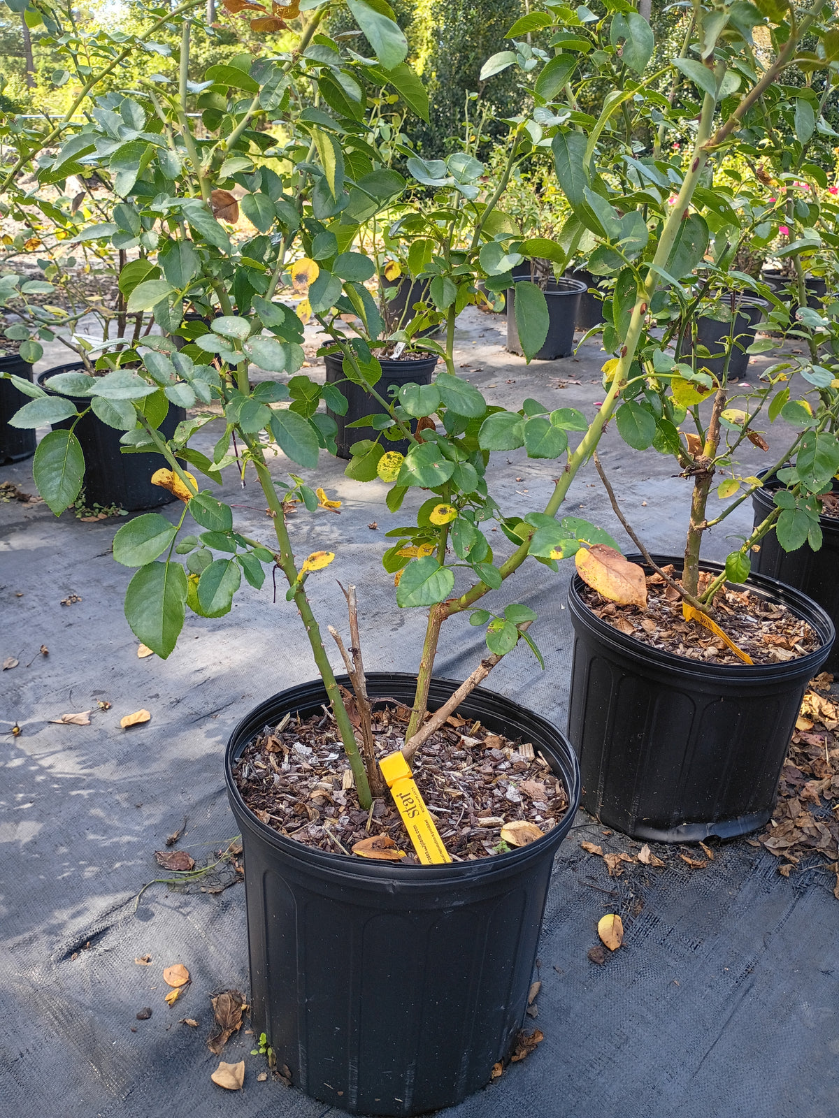 3 Gallon Climber Rose Red Eden Climber®