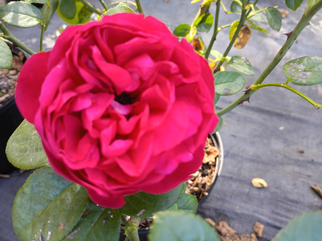 3 Gallon Climber Rose Red Eden Climber®