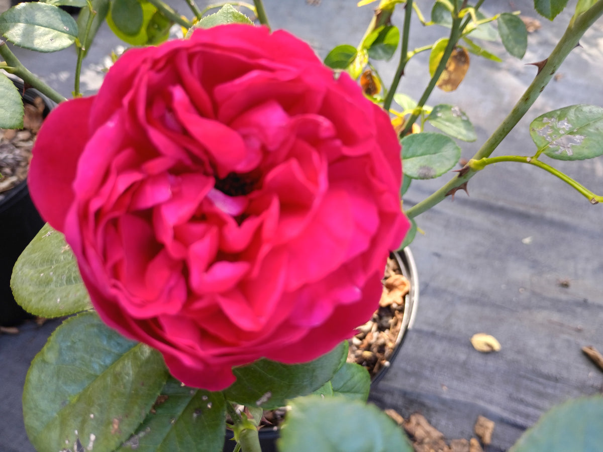 3 Gallon Climber Rose Red Eden Climber®