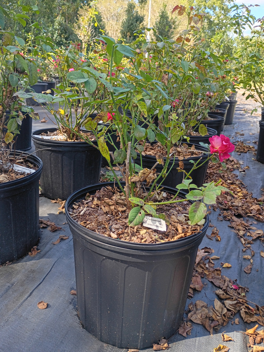 3 Gallon Floribunda Rose Winning Streak