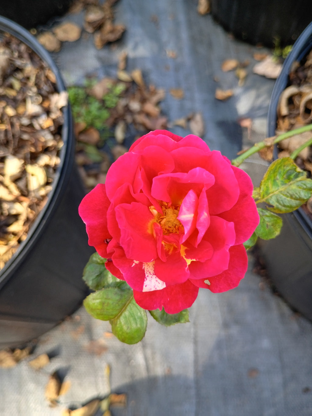 3 Gallon Floribunda Rose Winning Streak
