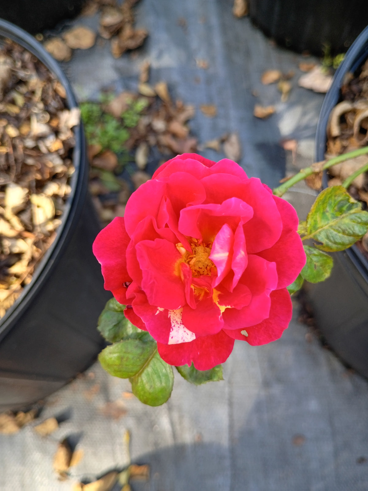 3 Gallon Floribunda Rose Winning Streak