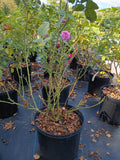 3 Gallon Hybrid Tea Rose Heirloom