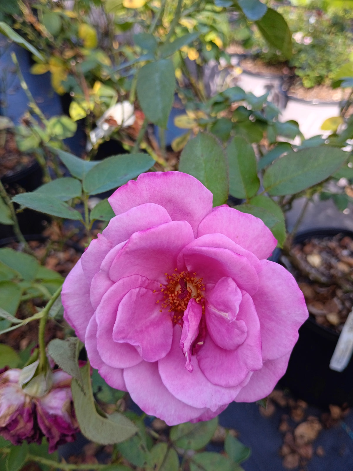 3 Gallon Hybrid Tea Rose Heirloom