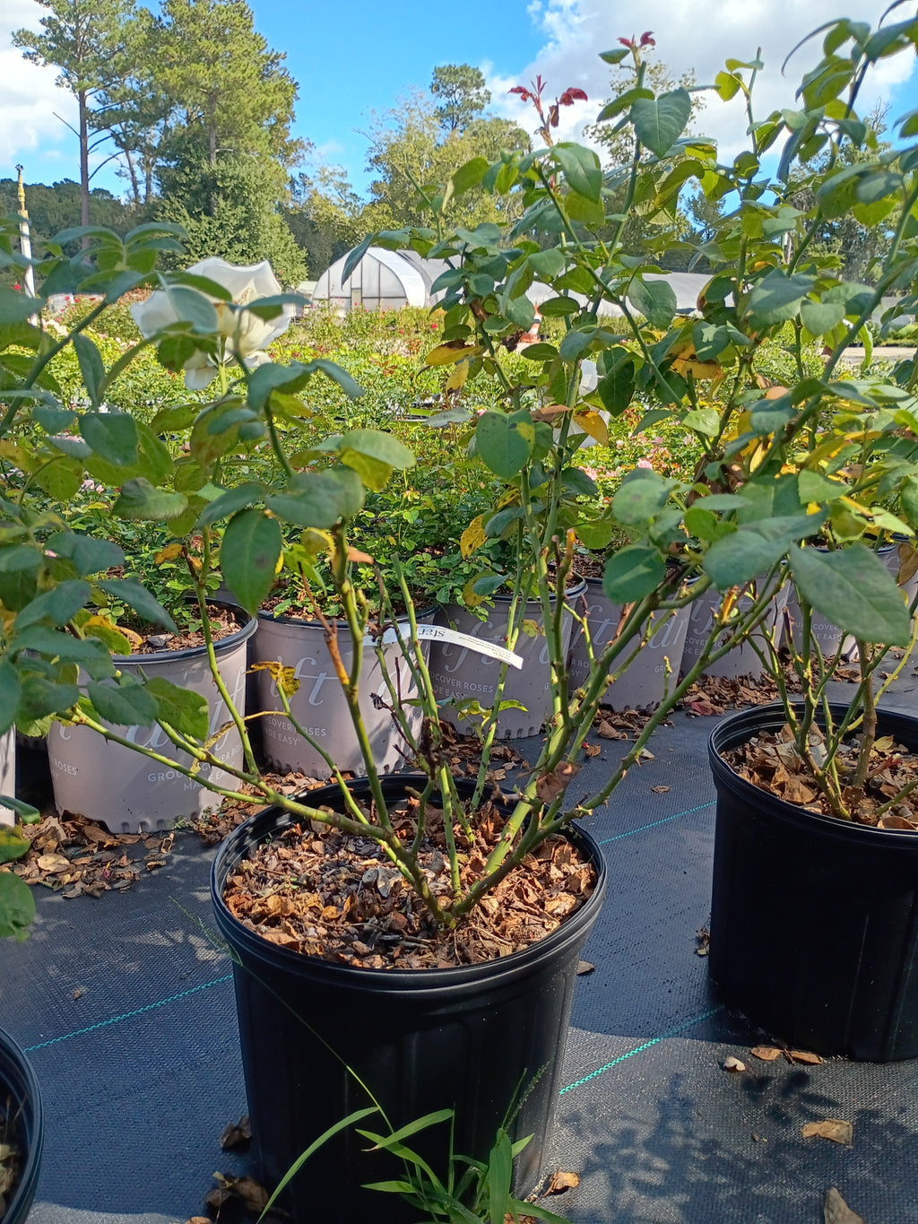 3 Gallon Hybrid Tea Rose World War II Memorial
