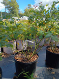 3 Gallon Hybrid Tea Rose World War II Memorial