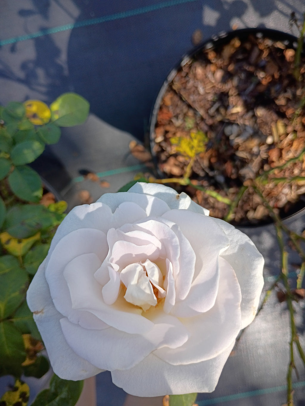3 Gallon Hybrid Tea Rose World War II Memorial