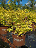3 Gallon Ligustrum Sunshine
