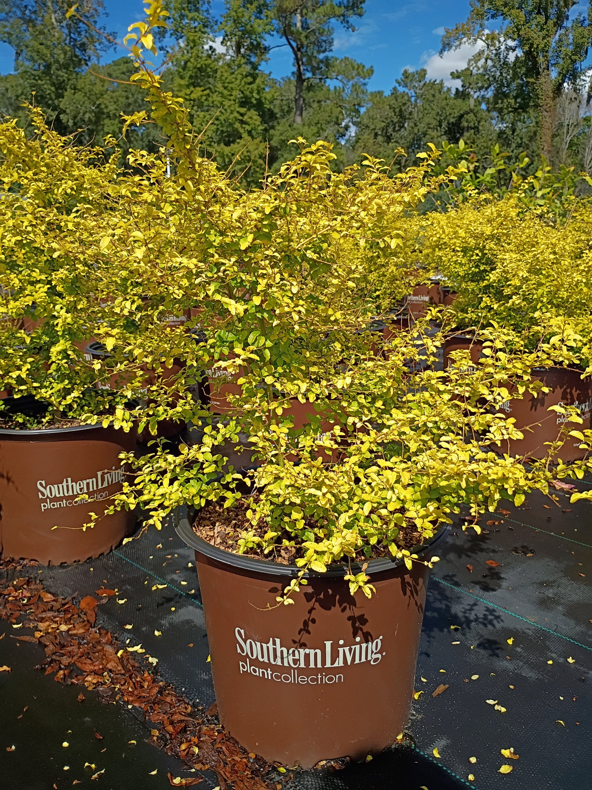 3 Gallon Ligustrum Sunshine