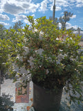 3G Azalea Encore Ivory