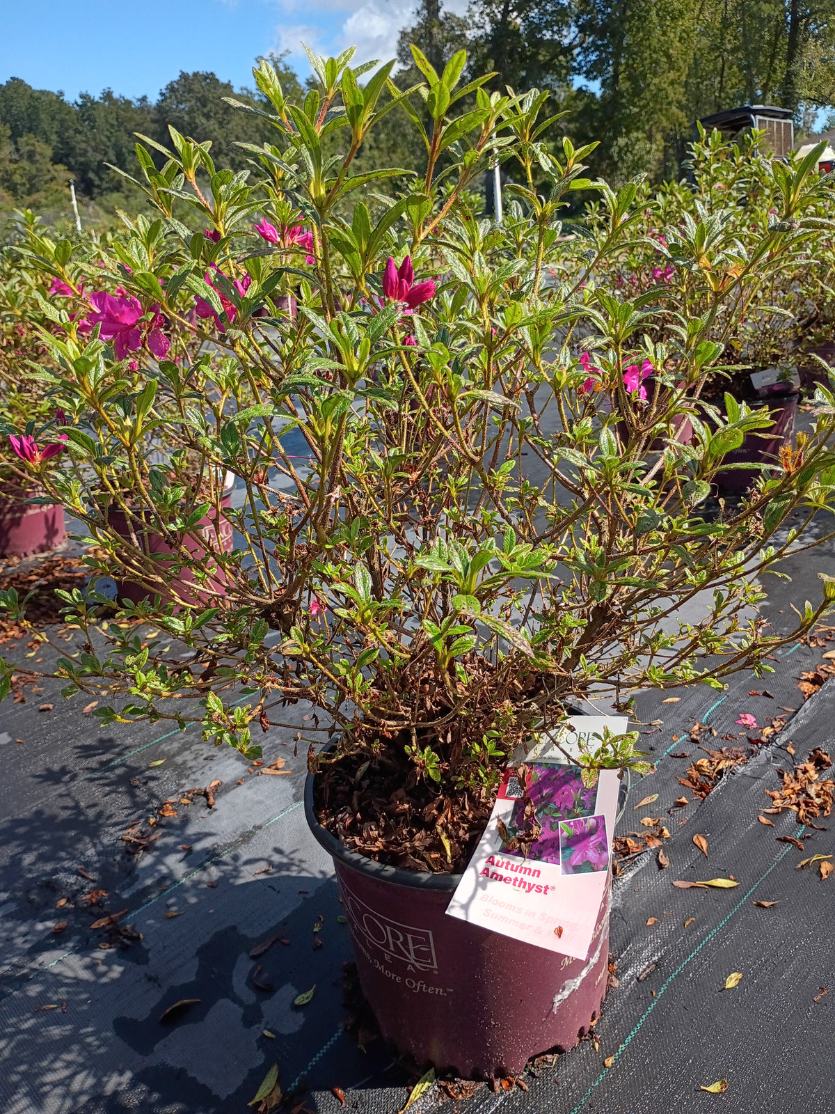 3 GALLON AZALEA - ENCORE - AUTUMN AMETHYST