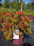 3 GALLON AZALEA - ENCORE AUTUMN EMBERS