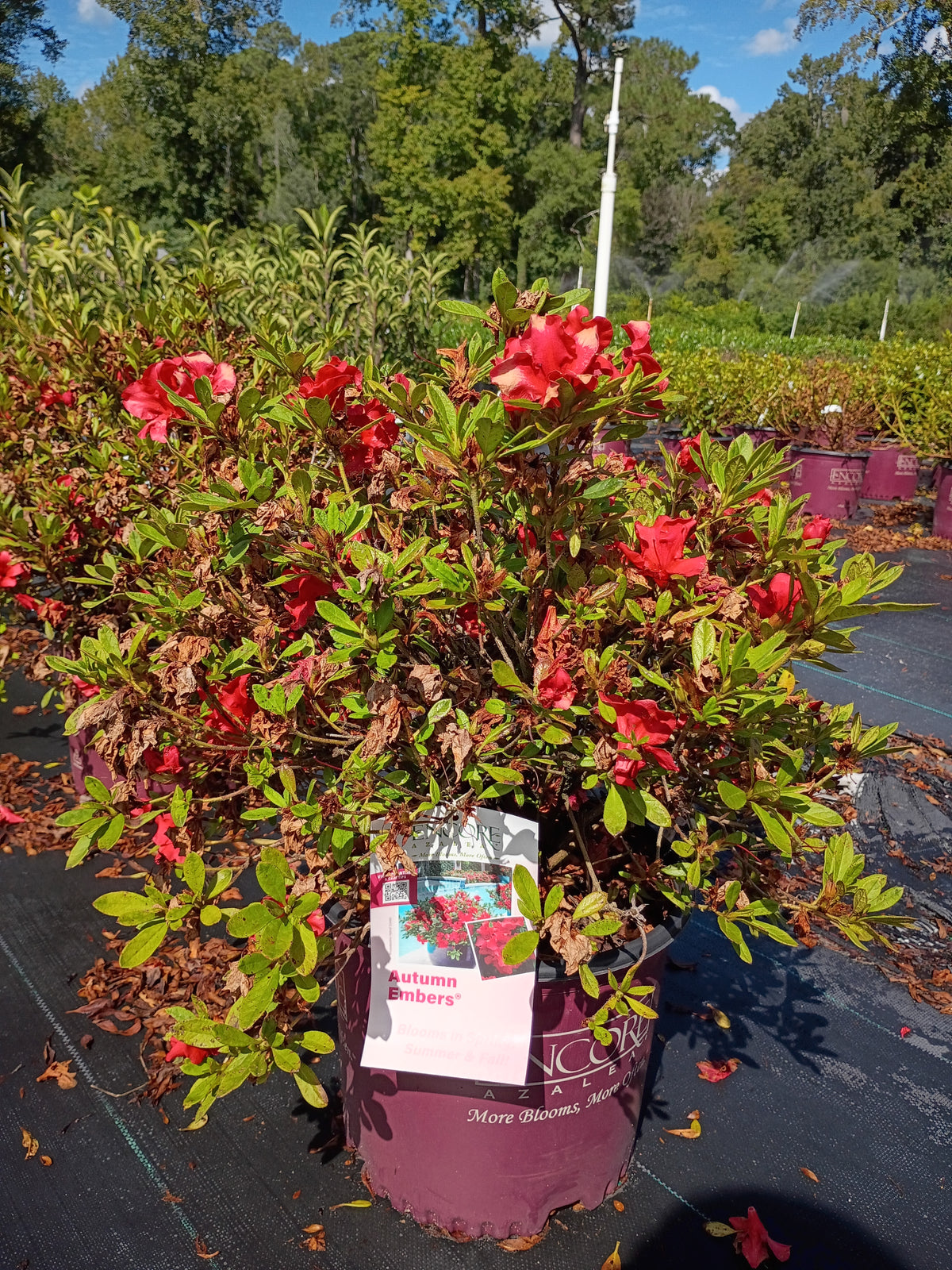 3 GALLON AZALEA - ENCORE AUTUMN EMBERS