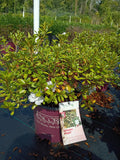 3 GALLON AZALEA - ENCORE AUTUMN ANGEL