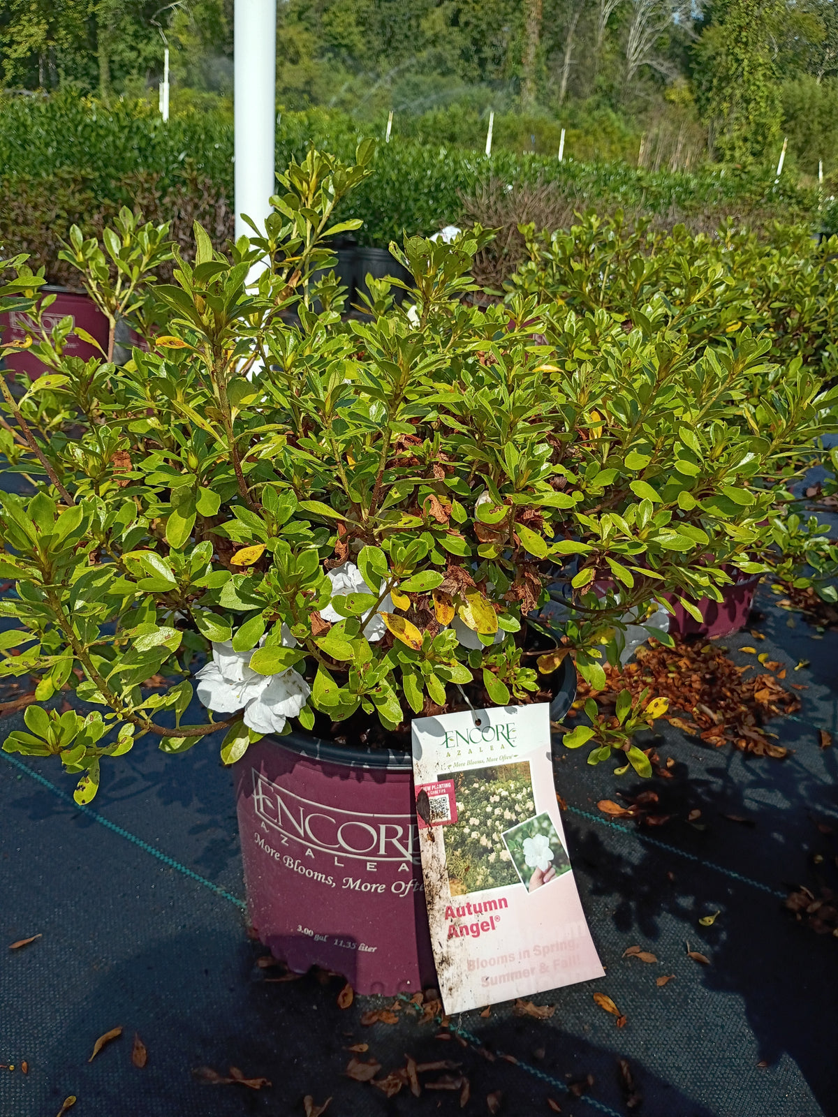 3 GALLON AZALEA - ENCORE AUTUMN ANGEL