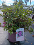 3G Azalea Encore Autumn Lilac