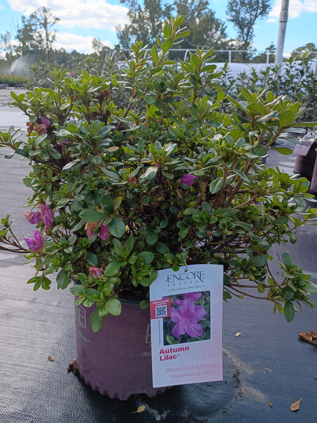 3G Azalea Encore Autumn Lilac
