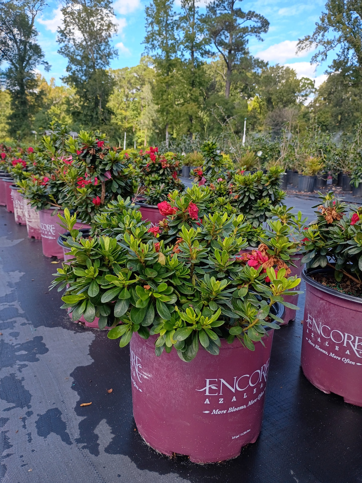 3 GALLON AZALEA - ENCORE - AUTUMN BONFIRE