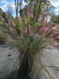 3 GALLON GRASS - PINK MUHLY