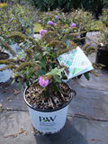 3 GALLON BUDDLEIA - PUGSTER AMETHYST