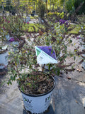 3G Buddleia Darkest Night