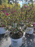 3 GALLON BUDDLEIA - MISS MOLLY