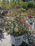 3 GALLON BUDDLEIA - MISS RUBY